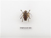 藏品(銹麗天牛)的圖片